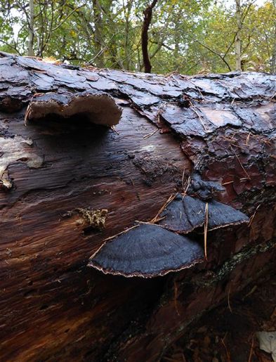 Mature brackets on a fallen Scot’s pine stem near Windsor Great Park, Surrey.